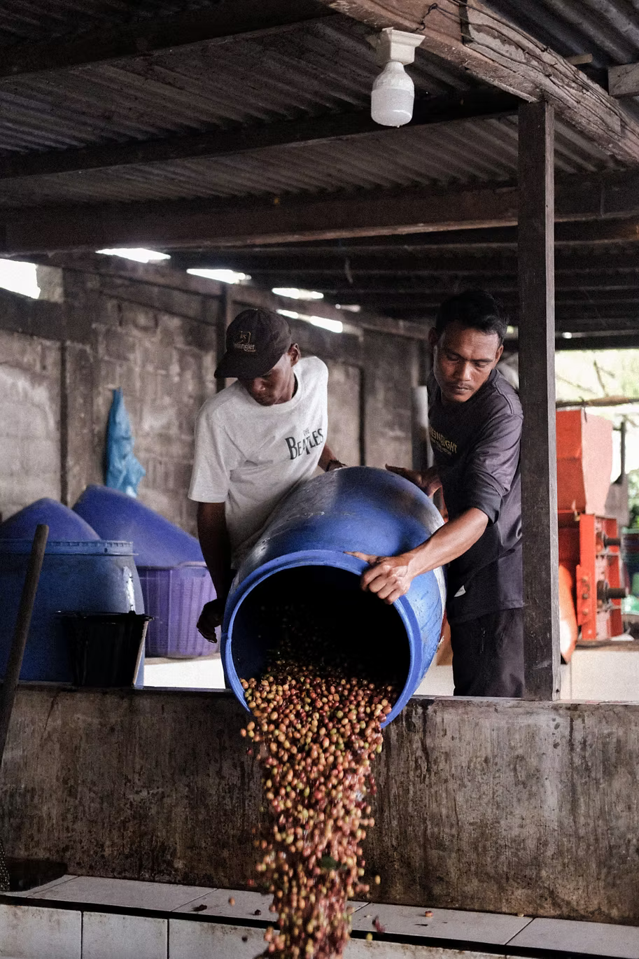 How does coffee processing impact the flavour of your cup?
